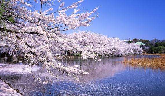 日本东京秋叶原区民宿,日本买房做民宿之大阪篇