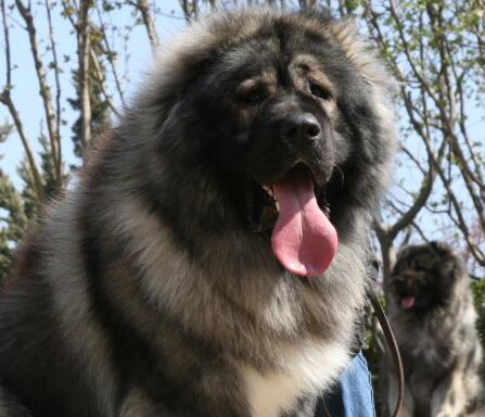 成年犬呕吐怎么办,成年犬呕吐厉害咋办
