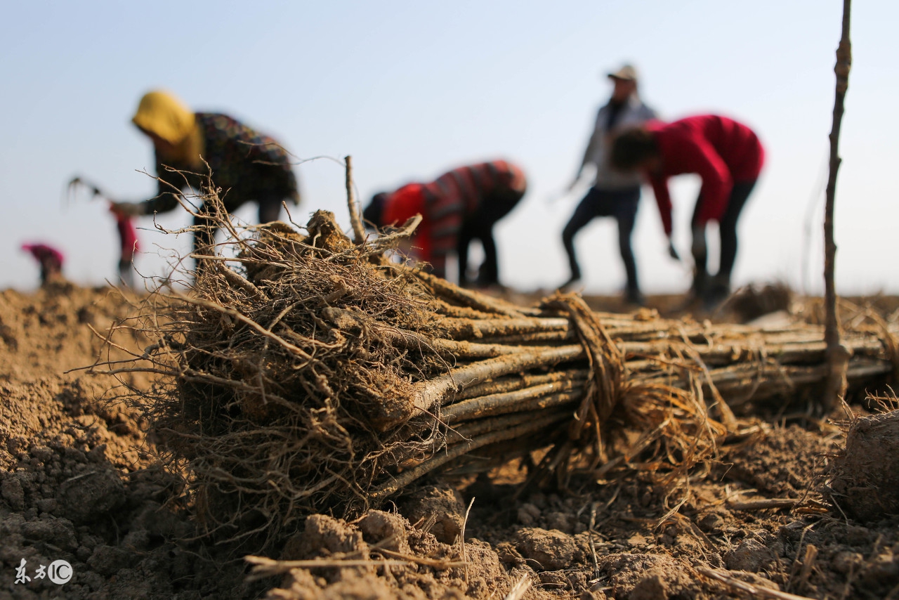 新栽的树没死但总不发芽怎么办,新栽的树苗不死不活怎么办