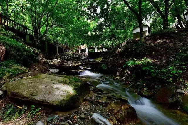 无量山樱花谷夏天,无量山樱花谷雾里看花
