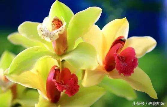 兰花叶子发黄发黑怎么办,兰花叶子发黑发黄是怎么办