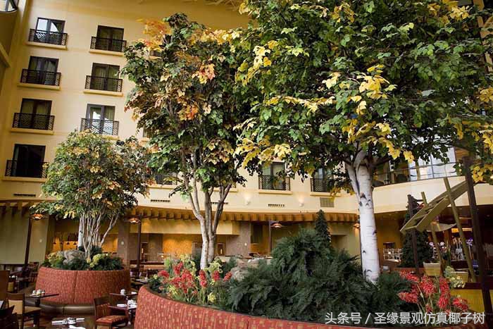 白桦俄罗斯国树,白桦树国树