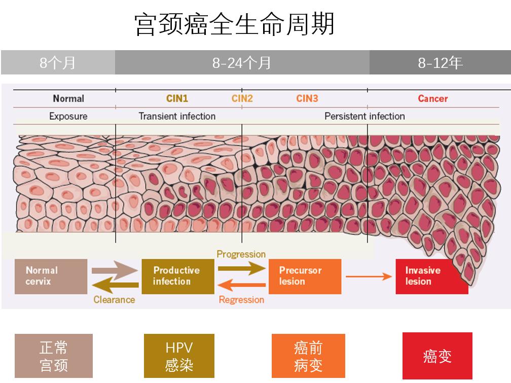 华大基因董洁：一个妇产科大夫的医者梦｜TECHHER