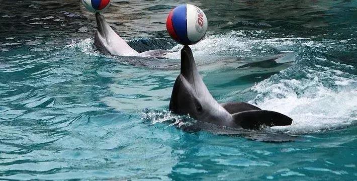 厦门自助游旅行攻略,厦门旅游攻略五日自助游攻略最新