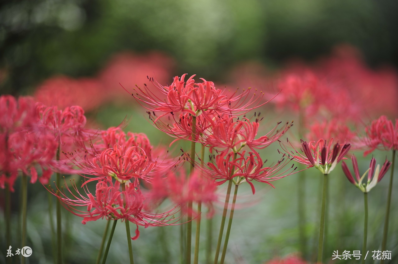 花叶永不相见的是什么花,彼岸花叶子长出来的图片