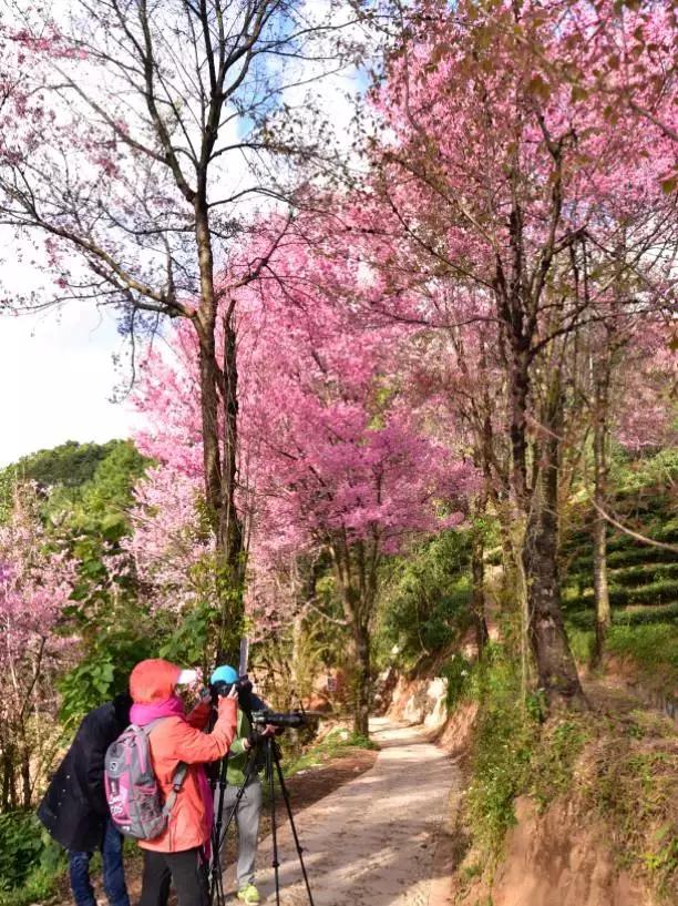 无量山樱花谷夏天,无量山樱花谷雾里看花