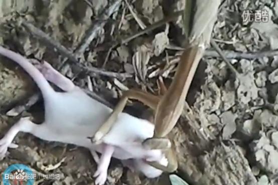 无声地杀戮者——螳螂！