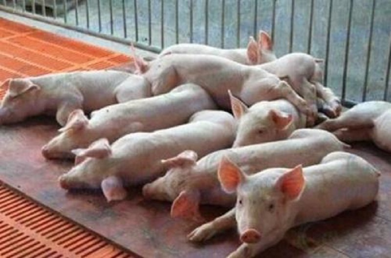 仔猪气喘用什么药最好,仔猪气喘病用什么药