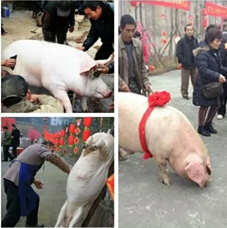 凯里到麻江县乌羊麻苗寨,麻江乌羊麻苗寨怎么去