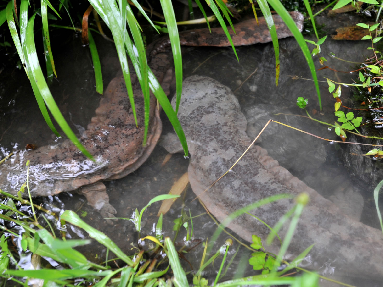 为什么“水中人参”久降停涨？娃娃鱼到底还能不能赚钱？