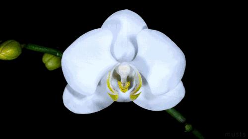 有寓意的花名英文名,有意义的花名英文