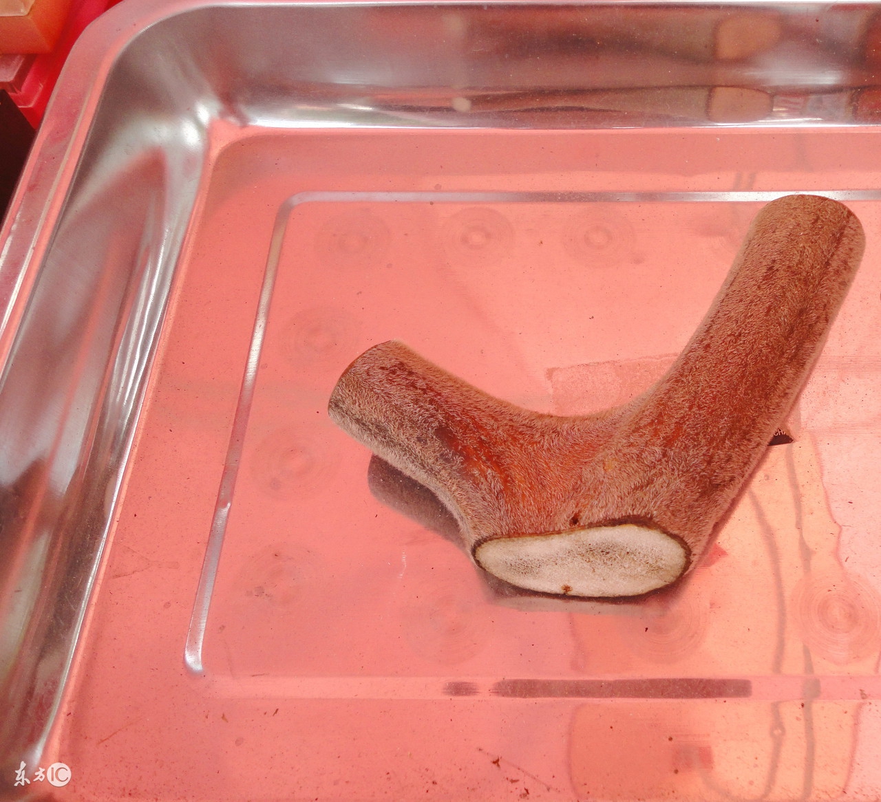 鹿茸与枸杞泡水的功效与作用吃法,云南鹿茸菇的功效与作用吃法大全