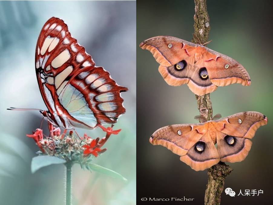 如何分辨蛾子的幼虫和蝴蝶的幼虫,蛾子和蝴蝶哪个身体纤细体毛少