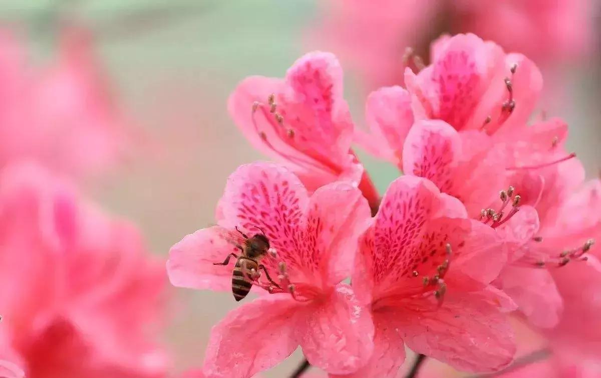 有寓意的花名英文名,有意义的花名英文