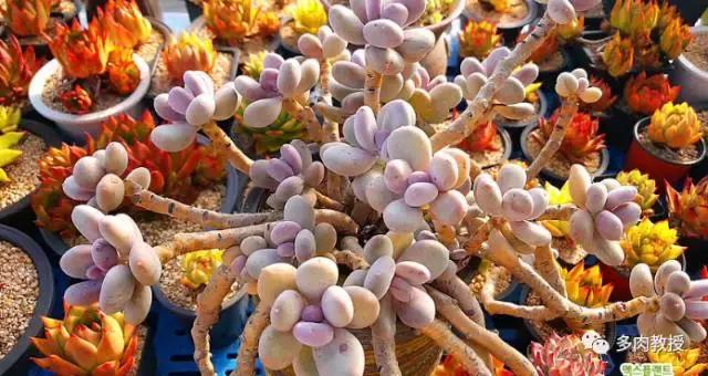 韩国大棚多肉视频,韩国原装进口多肉大棚