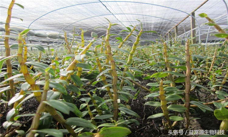 铁皮石斛叶子蔫了怎么办,铁皮石斛叶子黄了是怎么回事