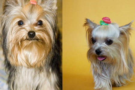 约克夏和马尔济斯哪个好养,养一只约克夏一个月多少钱