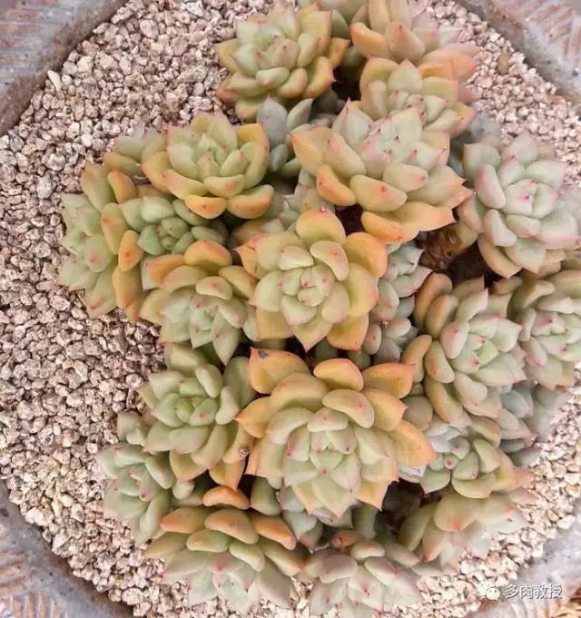 韩国大棚多肉视频,韩国原装进口多肉大棚