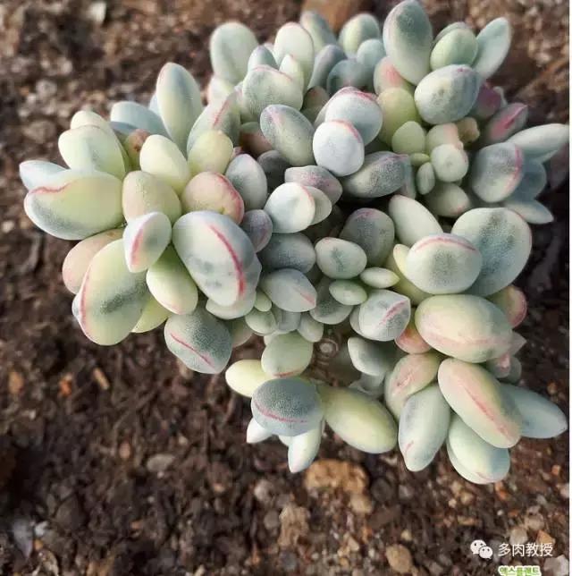 速看!韩国大棚主10大多肉镇店之宝,美呆了!