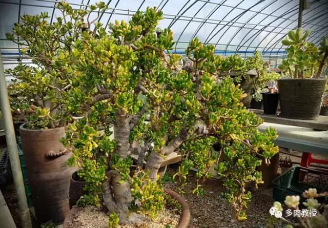 韩国大棚多肉视频,韩国原装进口多肉大棚