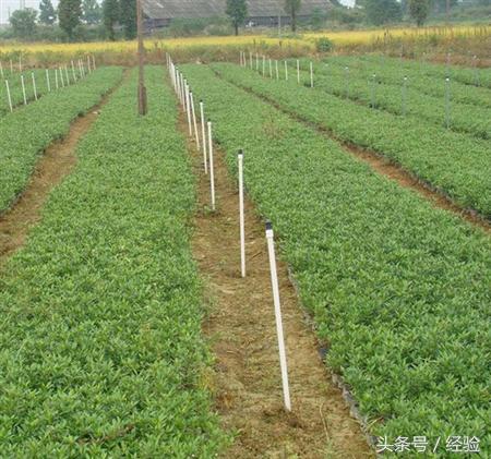 栀子花高压生根盒繁殖,高压繁殖栀子花棒棒糖