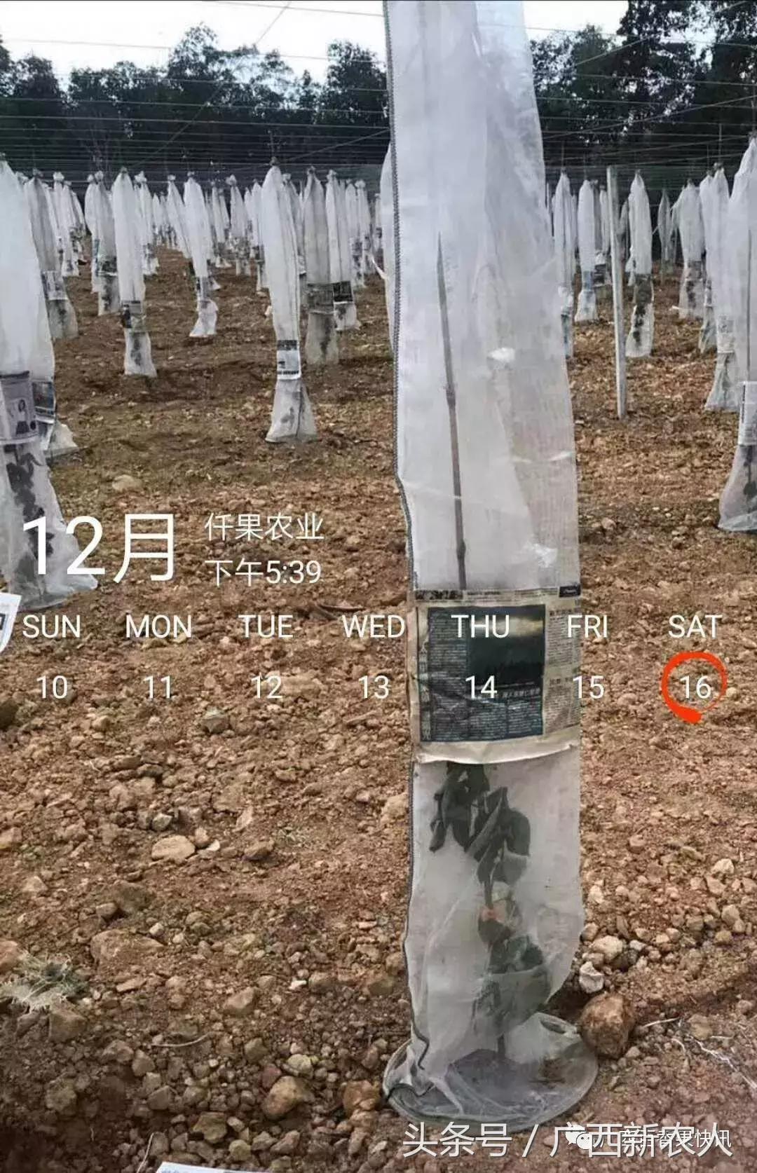 百香果怕霜冻吗,百香果如何对付霜冻天气