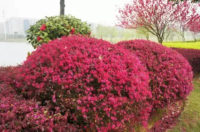 岳麓山最多的植物,岳麓山上的紫色花是什么花