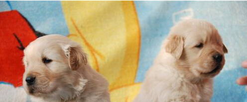 狗狗毛打结用什么洗,狗狗毛打结的处理方法