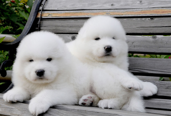 天气冷了狗狗预防感冒药,天气降温狗狗感冒拉稀吃什么药好