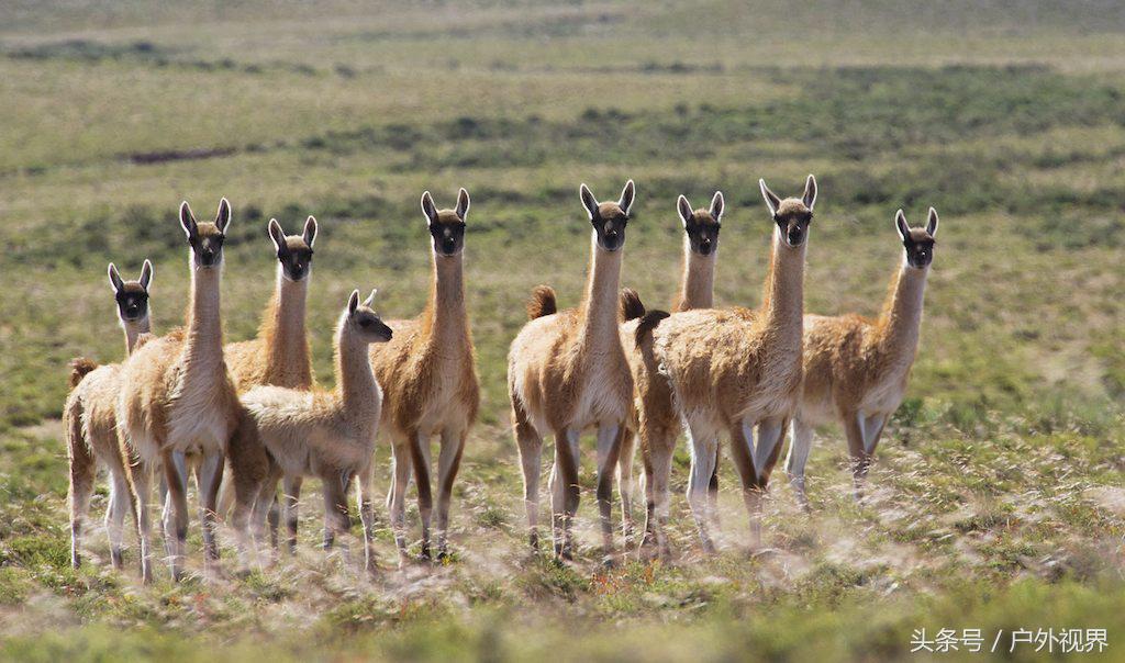 电影旅行阿根廷,阿根廷旅游攻略签证