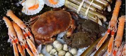 新西兰海鳌虾刺身,爱尔兰鳌虾刺身优惠