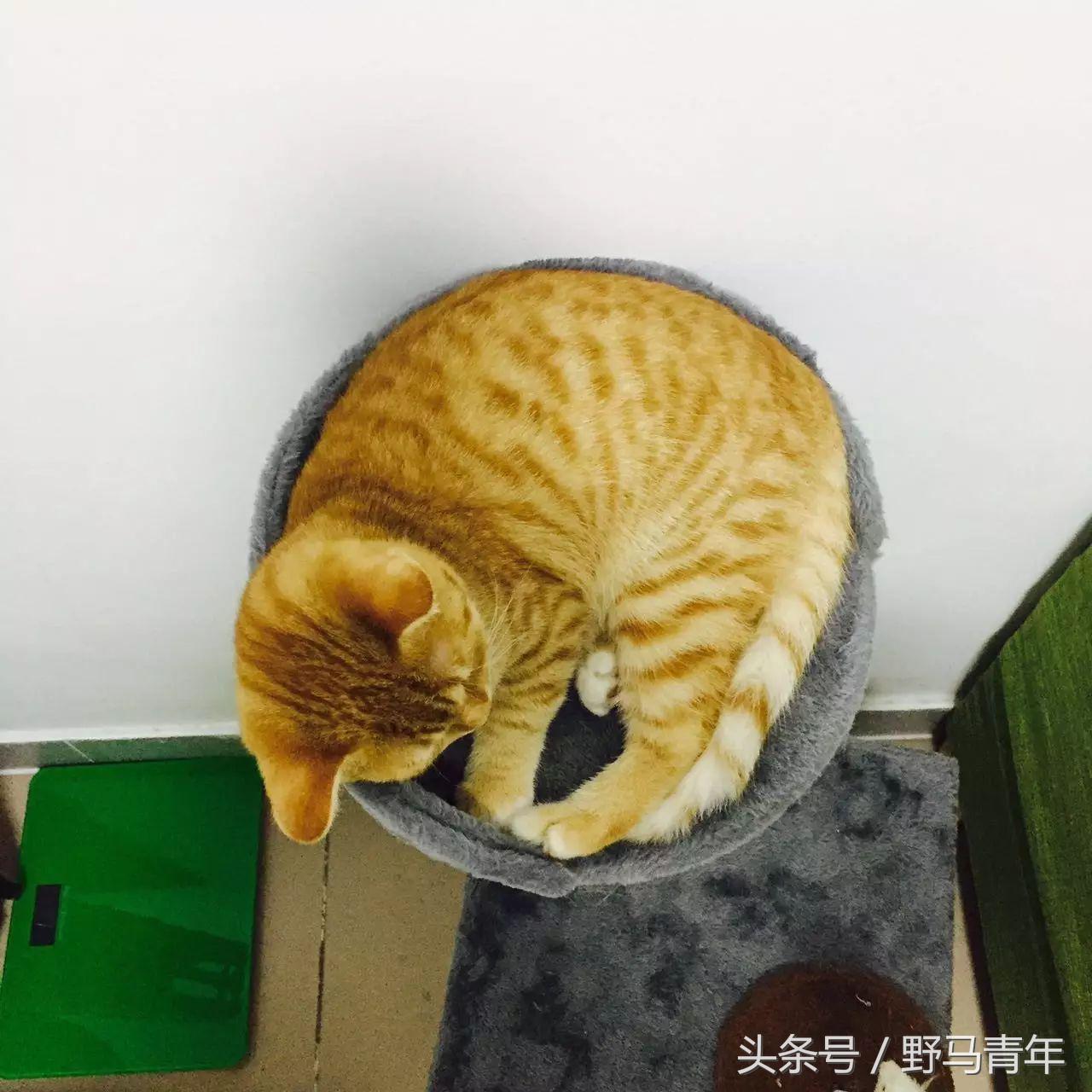 我一句说说而已，朋友就给我送了一只橘猫，结果她现在快20斤重