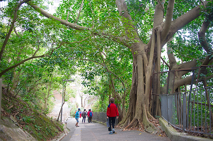 去香港过春节,去香港过圣诞