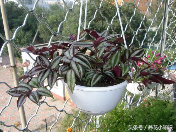 买的盆栽养不活有猫腻吗,刚从花店买回来的盆栽要换土