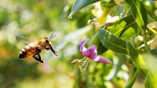 超市卖的蜂蜜为什么是真的,超市买的蜂蜜为什么不结晶
