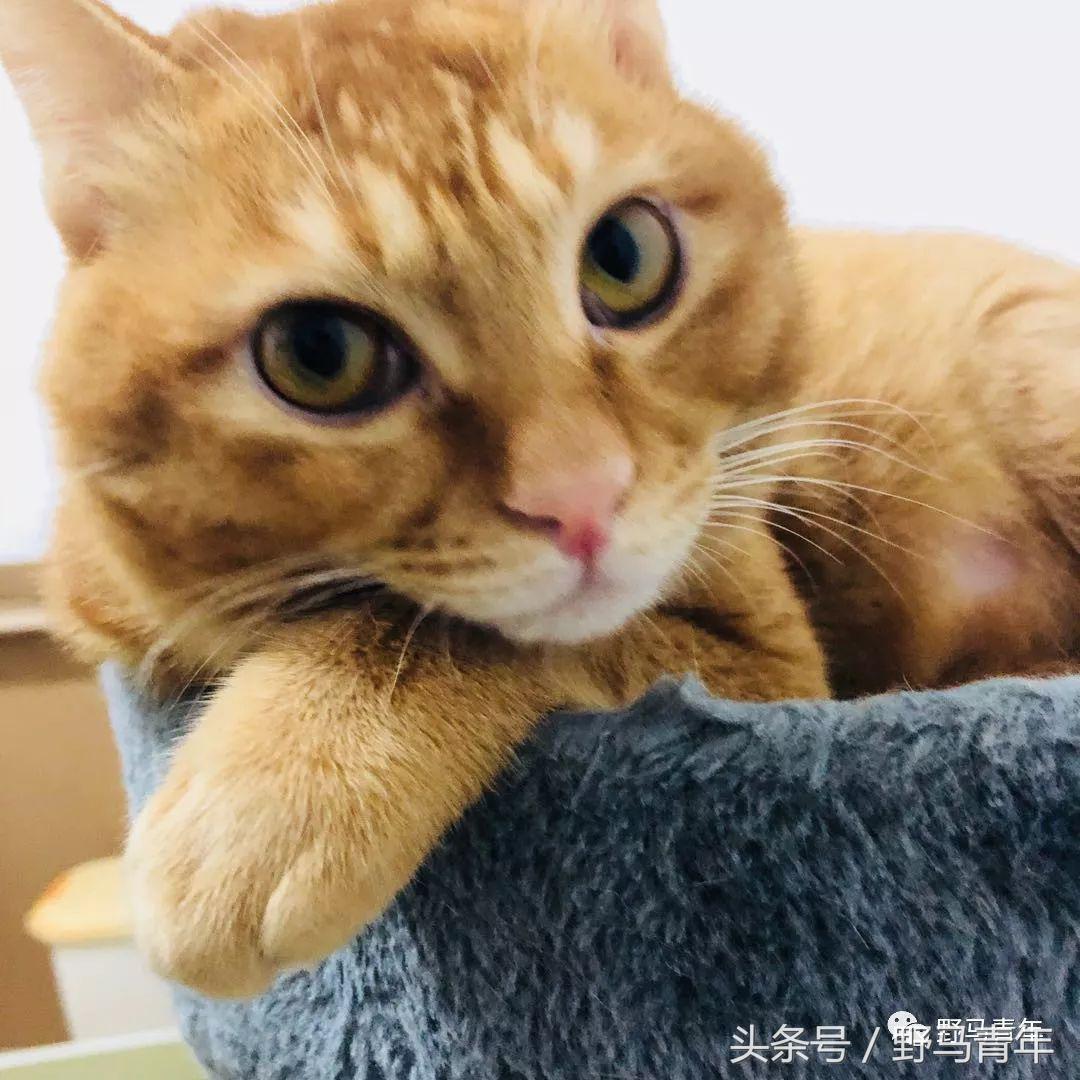 我一句说说而已，朋友就给我送了一只橘猫，结果她现在快20斤重