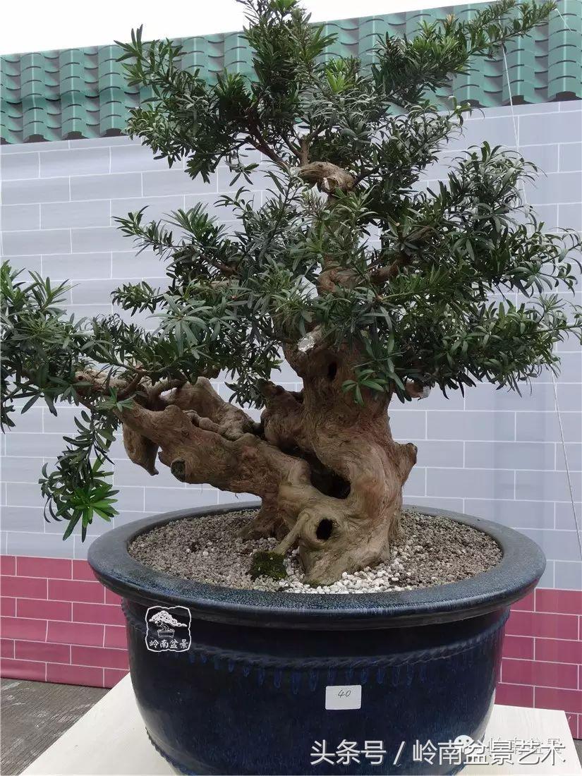 招财好运盆景,罗汉松开运招财