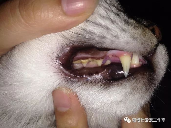 猫的牙齿什么样是健康的,猫牙齿如何保健