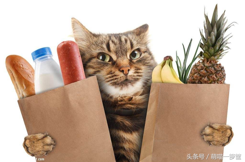 现在猫咪挑食了怎么办,猫咪严重挑食怎么纠正