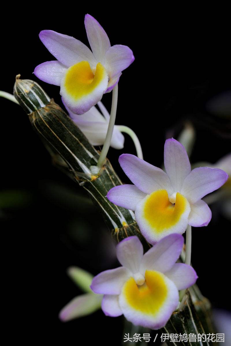 hello,植物：01.玫瑰石斛：爱恋打开花蕾，去沐浴春日的明媚