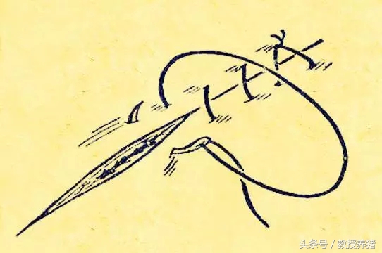 猪手术缝针打结方法,猪缝合手术全过程