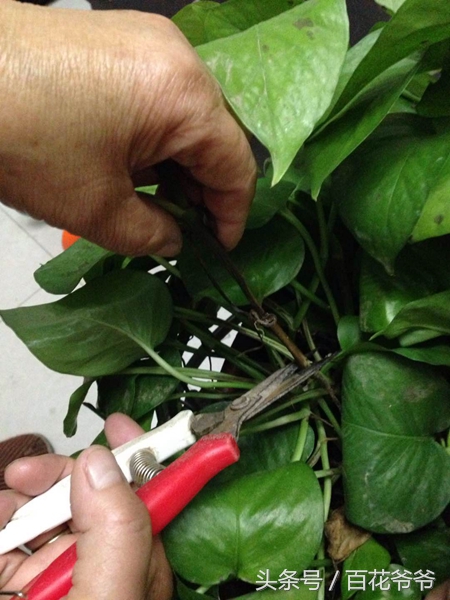 绿萝叶片发黑怎么补救,水养绿萝叶子尖发黑枯萎像烧焦