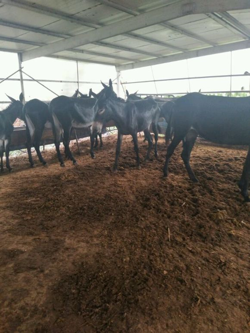 德州驴养殖技术及价格,养殖德州驴的前景如何