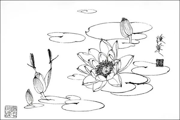 白描花卉技法基础入门,白描花卉简单入门