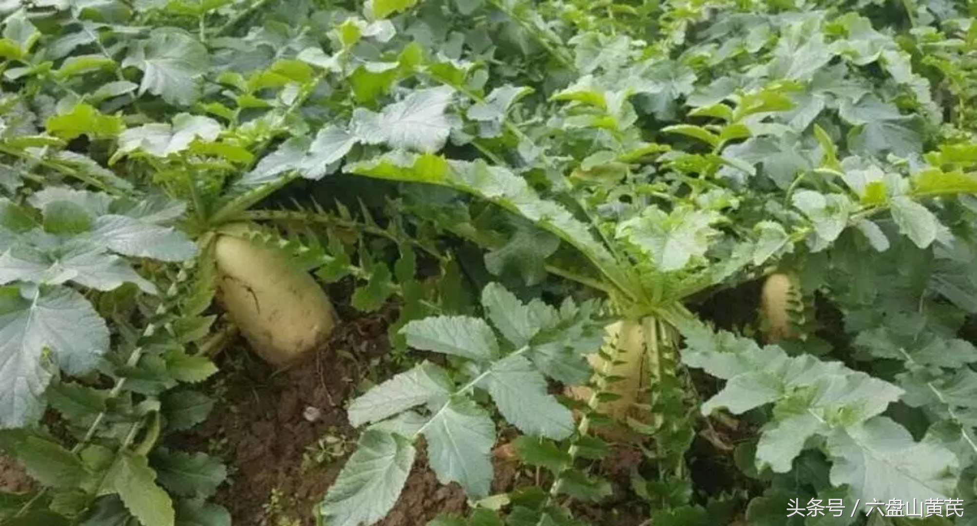 爱吃大萝卜白菜,爱吃大萝卜的小白菜