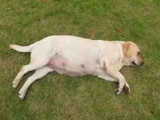 关于狗狗日常护理的视频,狗狗护理驱虫全套