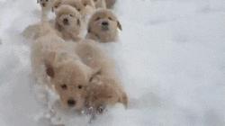 13个大牌出的狗年限定款，总有一个能亮瞎狗眼