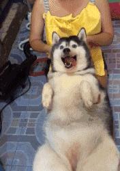 哈士奇千千万，目前网上的“网红”哈士奇是哪条呢？