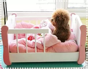 狗狗养护知识大全集,日常护理狗狗皮肤不瘙痒