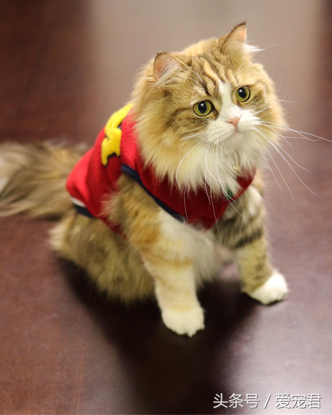 猫咪乱咬东西怎么纠正,猫咪乱咬东西怎么教训它